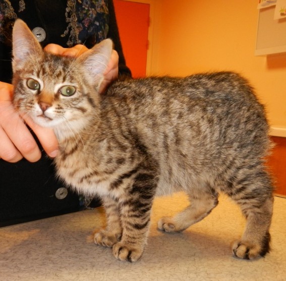  EUTHANASIE CHATON tigré (m) 3 mois en fourrière - 44 - besoin de soins (amputation de la queue)  Chaton21