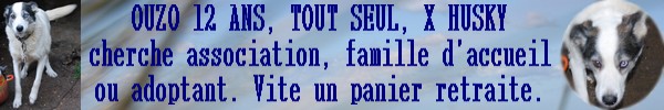 BILLOU - OUZO X husky 12 ans attaché seul sans maître (79)  Ouzo10