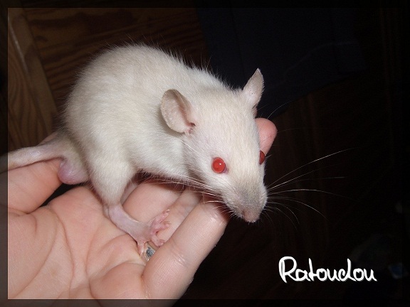 Evolution des ratons Dscf1217
