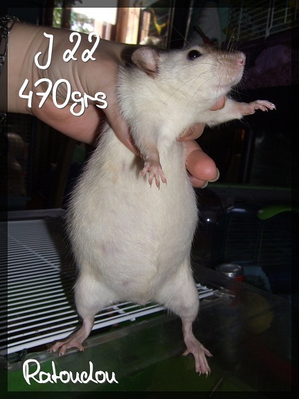 Evolution des ratons Dscf4412