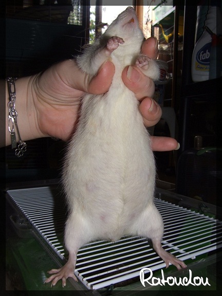 Evolution des ratons Dscf4413