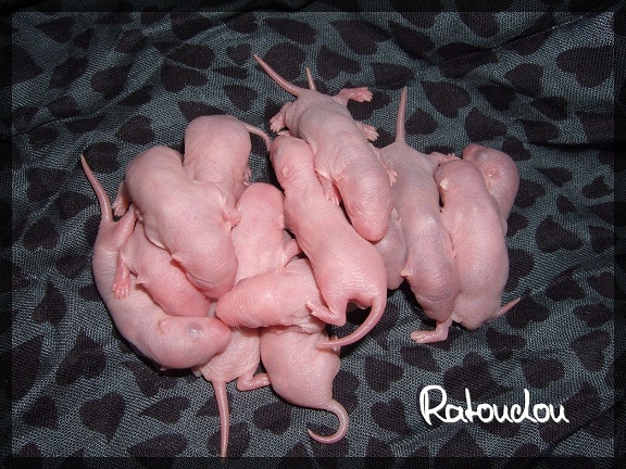 Evolution des ratons Dscf4517