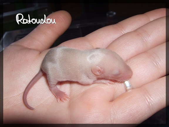 Evolution des ratons Dscf5422