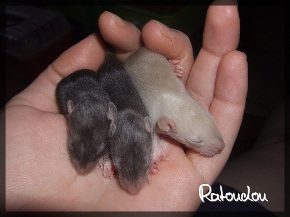 Evolution des ratons Dscf6011
