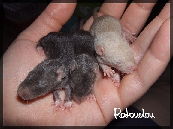 Evolution des ratons Dscf6012