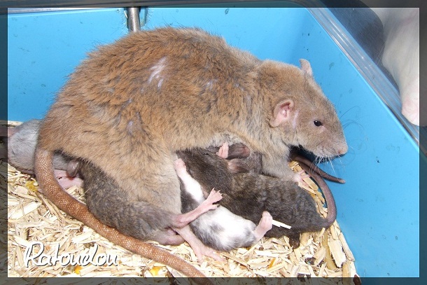 Evolution des ratons Dscf6727