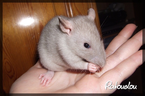 Evolution des ratons Dscf7322
