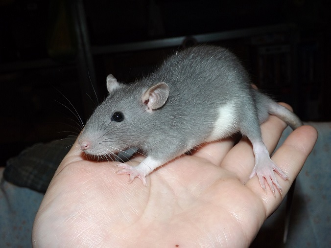 Evolution des ratons Dscf8116