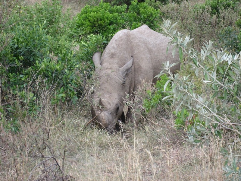 Kenya    Giornata del Rinoceronte Fotoke12