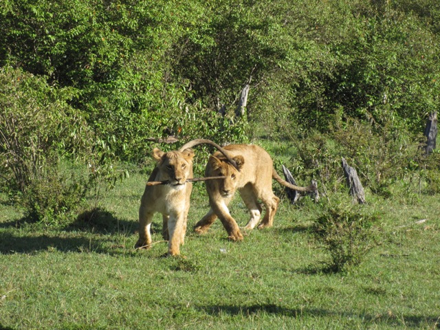 Kenya  Safari al Masai Mara Img_0318