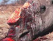 Kenya    Giornata del Rinoceronte Rino_b10