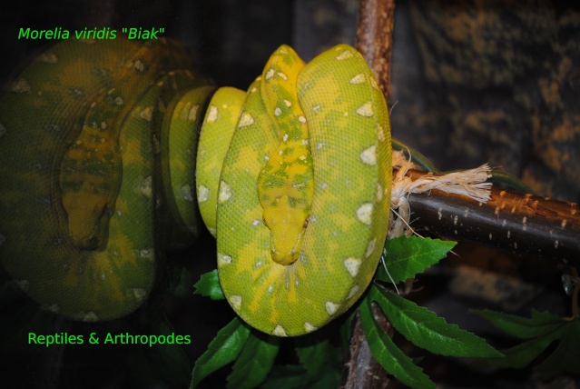 Morelia viridis "Biak" Dsc_0410