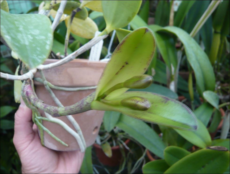 Cattleya aclandiae Bouton15