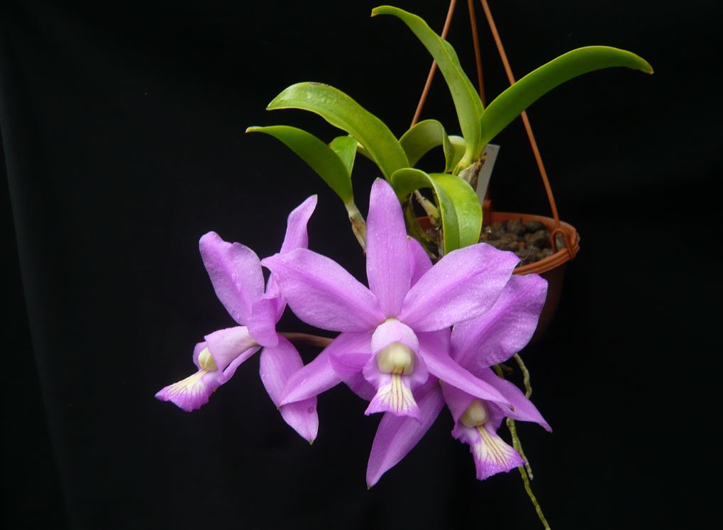 Cattleya nobilior Cattl148