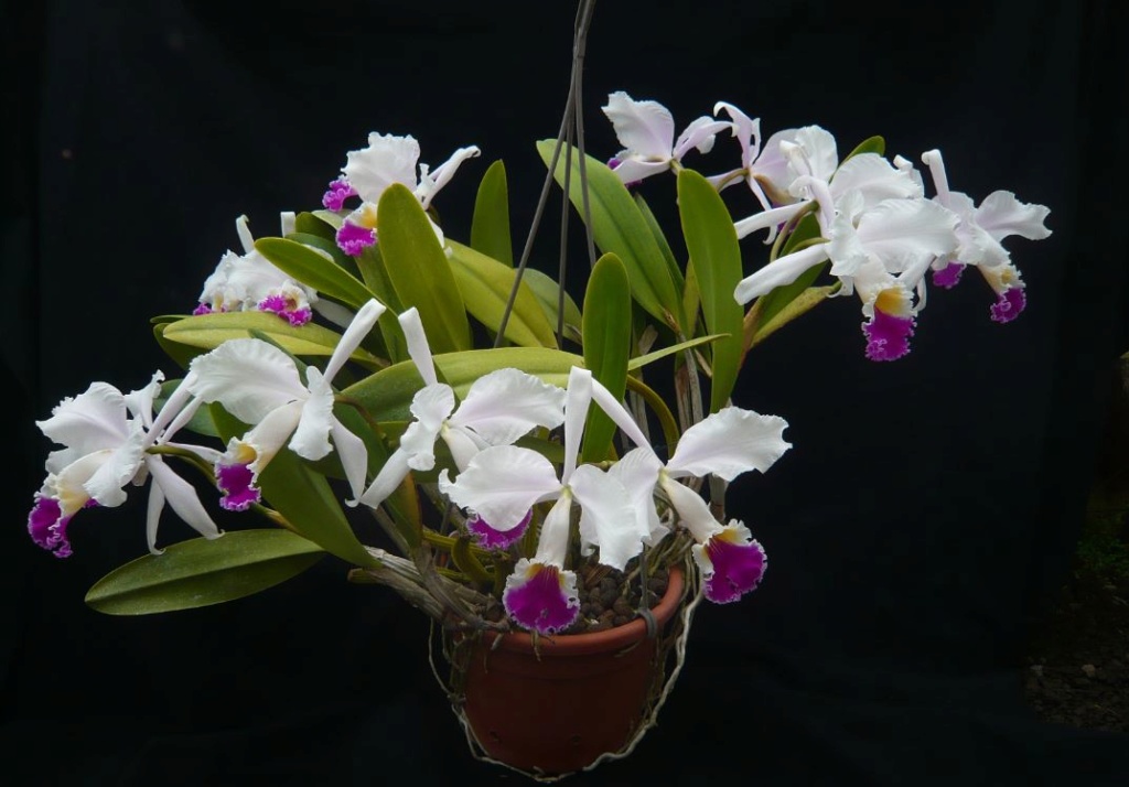 Cattleya mendelii Cattl164