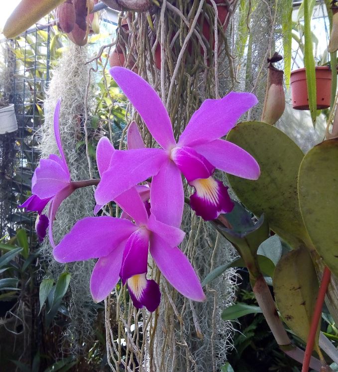 Cattleya violacea et contrefaçons... Cattl166