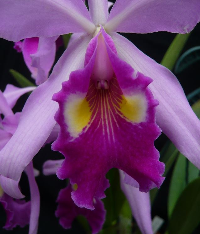 Cattleya warscewiczii Cattl215