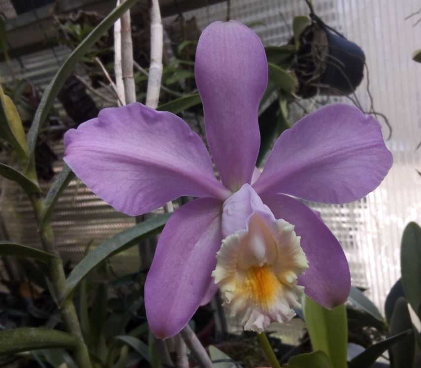 Cattleya harrisoniana Cattl235