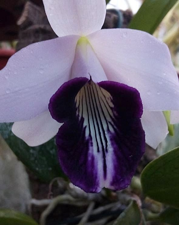 Cattleya bicalhoi f. coerulea Cattl242