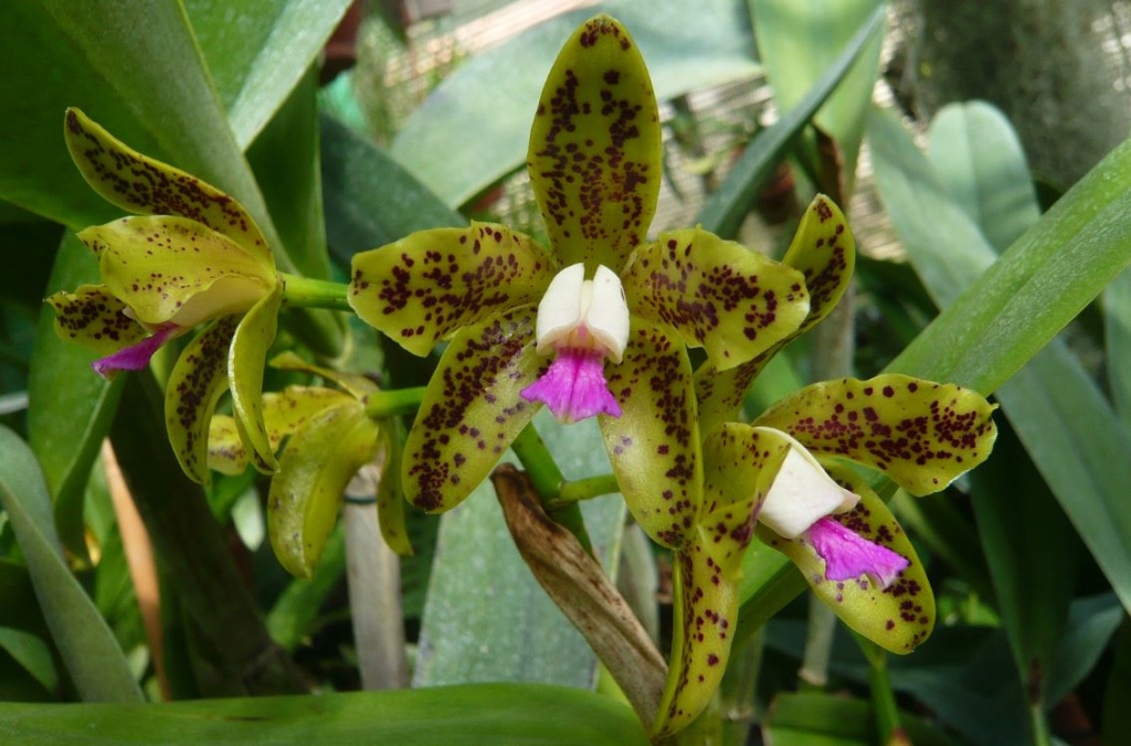 Cattleya guttata 'Verde' x self Cattl258