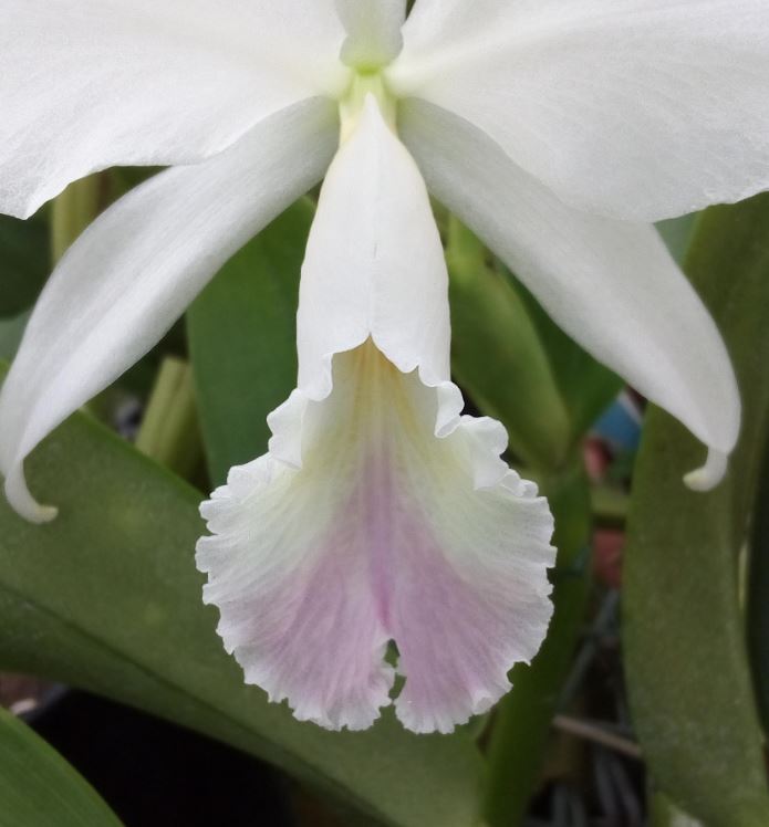 Cattleya labiata f. amoena Cattl293