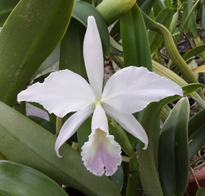 Cattleya labiata f. amoena Cattl295