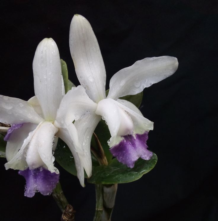 Cattleya intermedia f. coerulea Cattl376