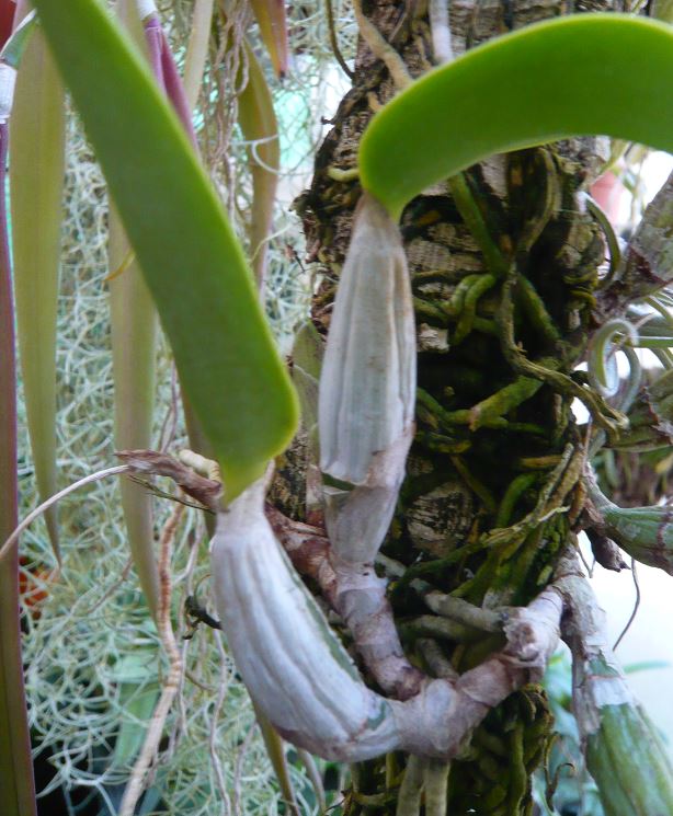 Cattleya nobilior Cattl393