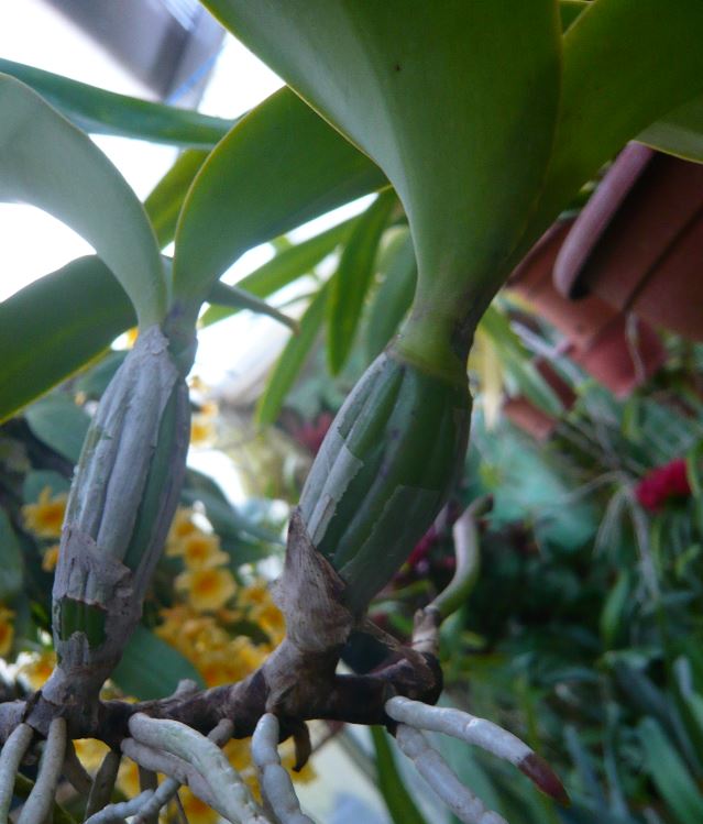 Cattleya nobilior Cattl394