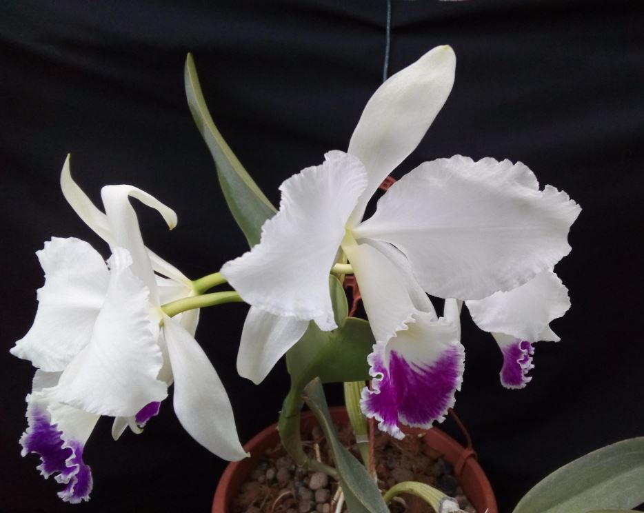 Cattleya warneri f. semi alba Cattl399