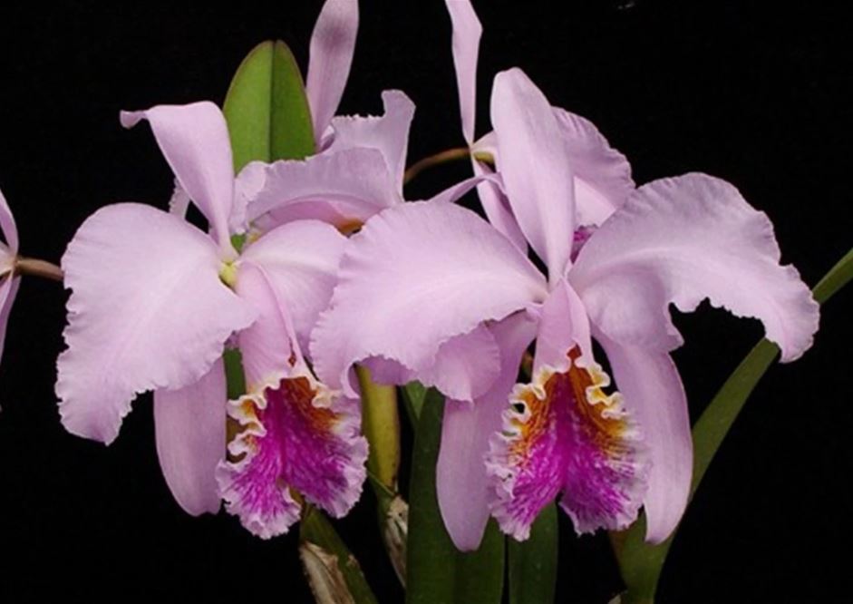 Cattleya mossiae Cattl403