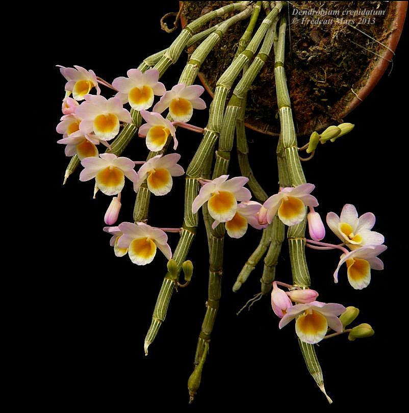 Dendrobium crepidatum Dendro28