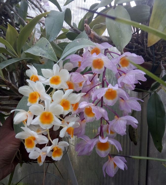 Dendrobium farmeri Dendro38