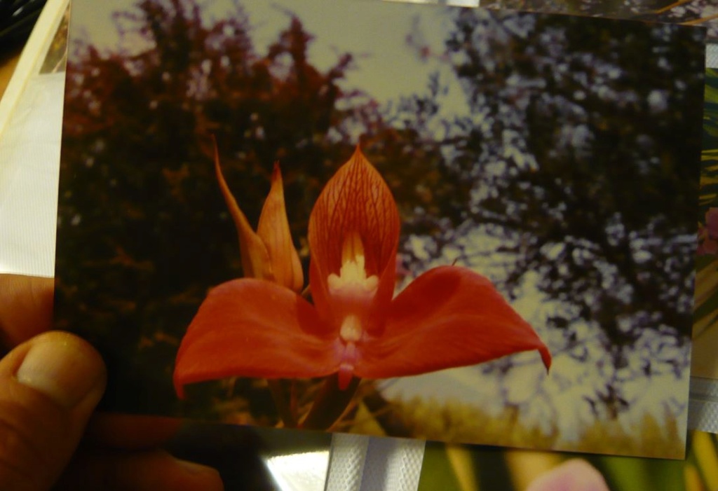 Disa Helmut Meyer (Kirstenbosch Pride x uniflora) Disa_u13