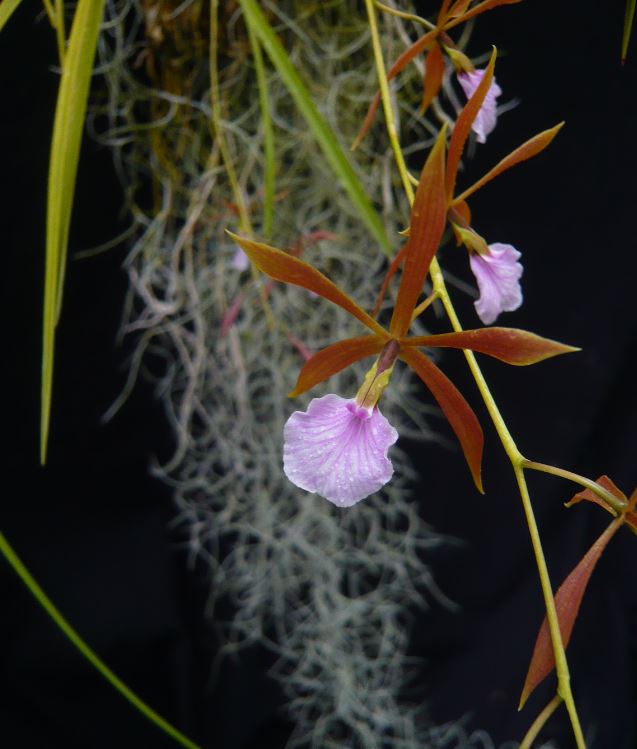 Encyclia bractescens Encycl19