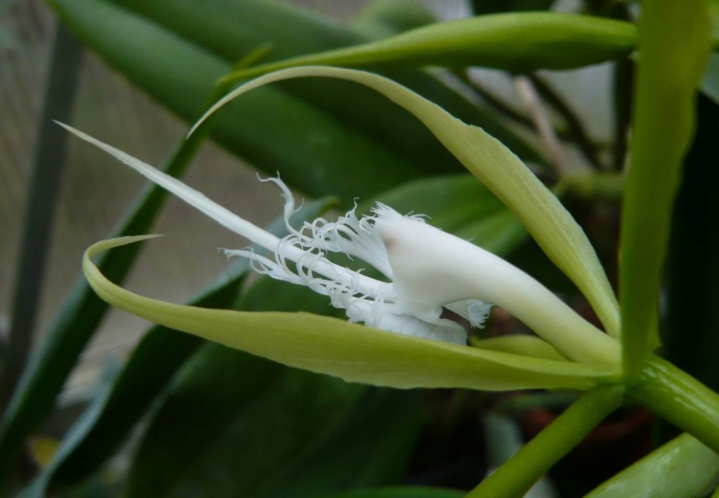 Epidendrum ciliare Epiden10