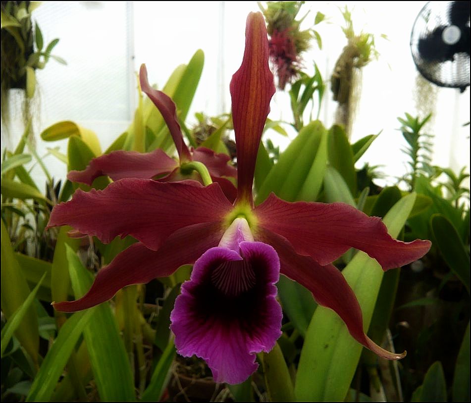 Cattleya tenebrosa  Laelia31