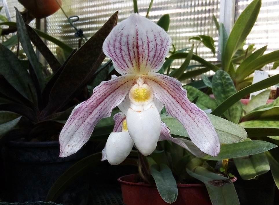 Paphiopedilum Vipanii Paphio15