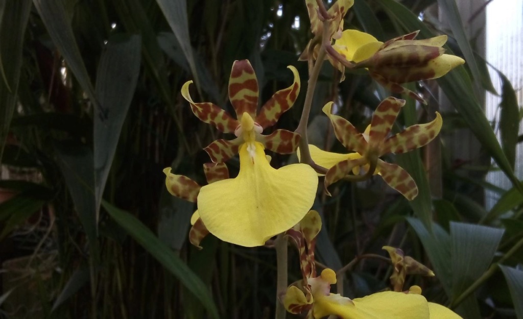 Trichocentrum splendidum Tricho15