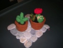 mes cactus! Cactus13
