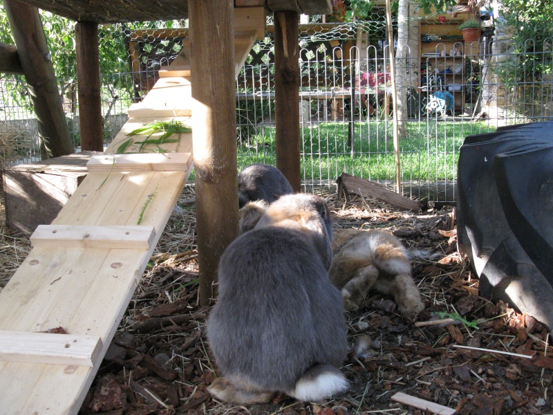 Maisonnette dans parc extérieur 01510