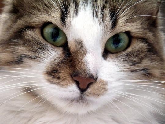 Vote pour le plus beau regard de chat jusqu'au 15 mars Tete-d10