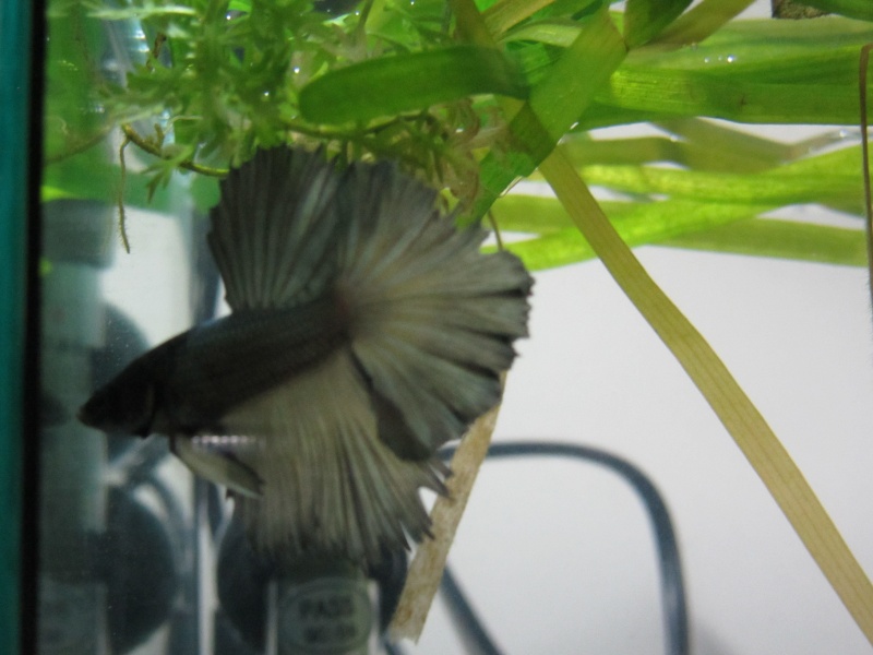 VOICI MES 4 bettas Bettag25