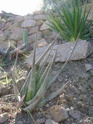 Aloé à reconnaitre 5 - Aloe cryptopoda Mlkjhg10