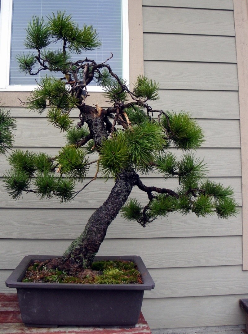 Pacific Northwest (Canada) Yamadori Pwpl210