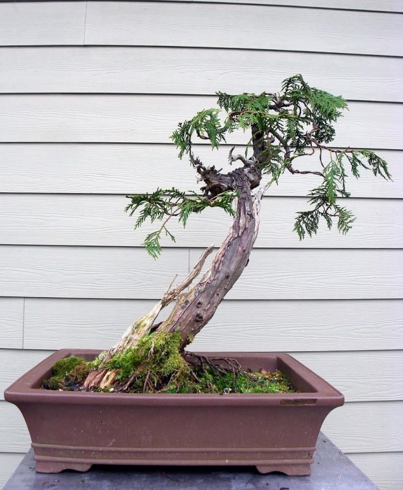 Pacific Northwest (Canada) Yamadori Pwycba10