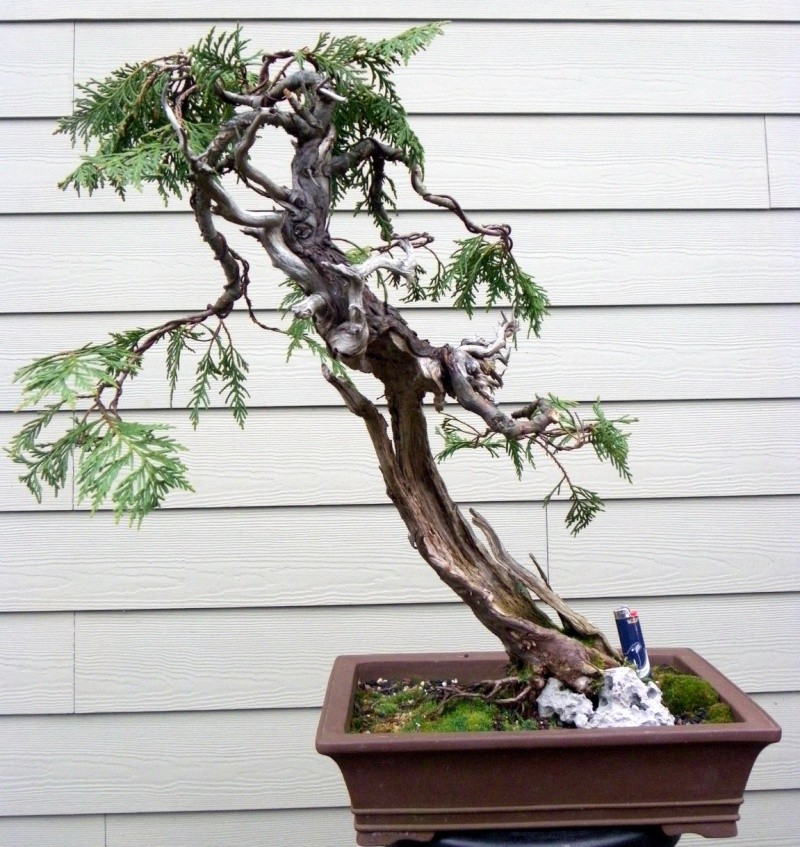 Pacific Northwest (Canada) Yamadori Pwycfr10