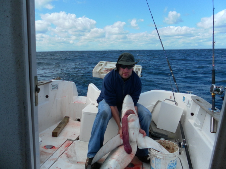 Blue Sharks off Cork Shark111