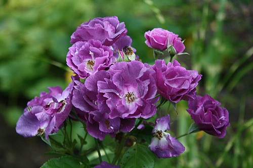 Les roses de mon jardin Rosa_r10