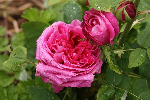 Les roses de mon jardin Rosa_y11